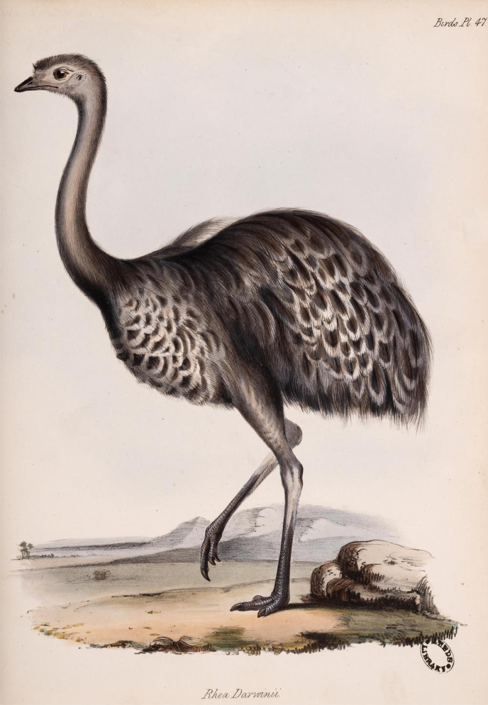 Auction photo of Darwin The Zoology of the Voyage of the H.M.S. Beagle first edition in book form (Forum Auctions lot 306)